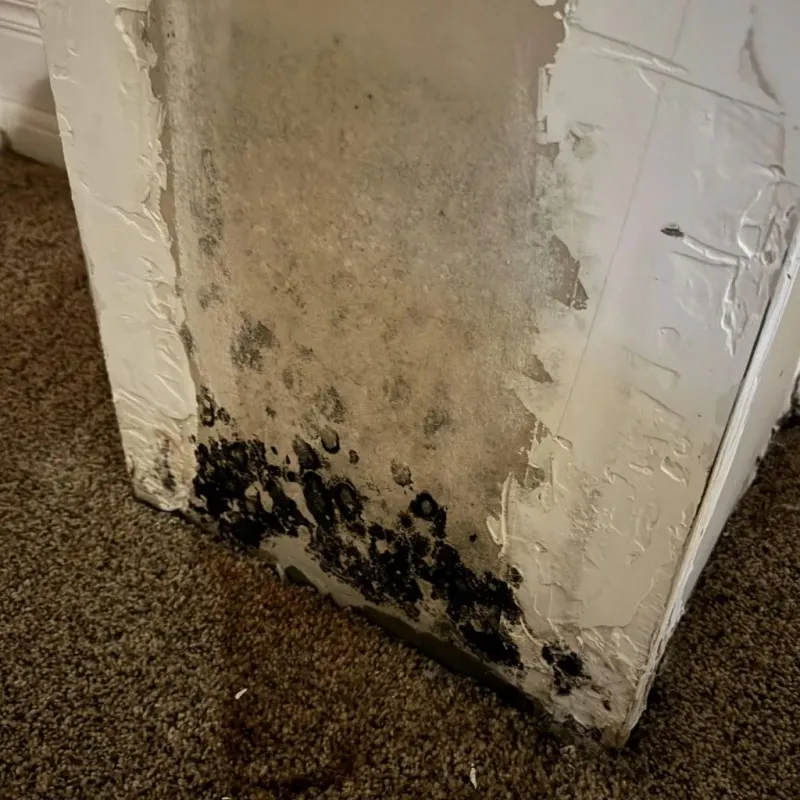 Professional Mold Removal in Garza County, TX